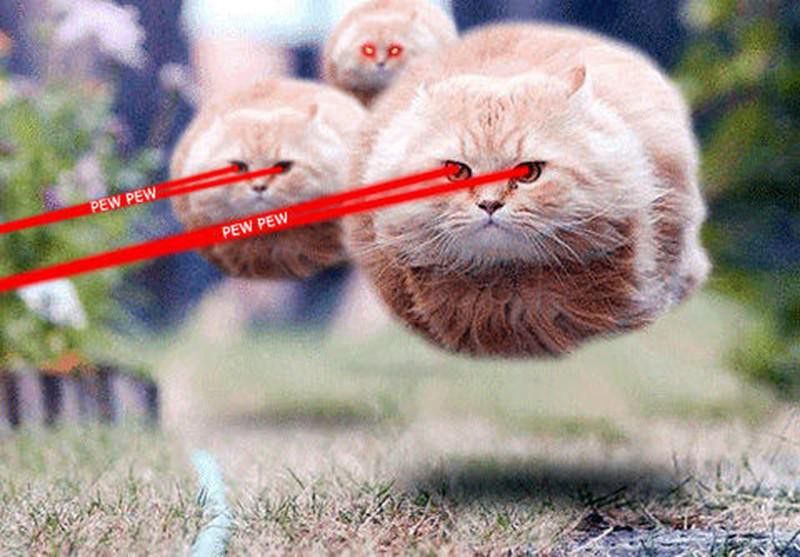 Laser cat meme