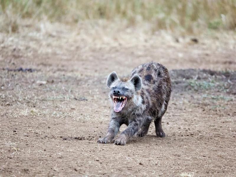 Laughing hyena