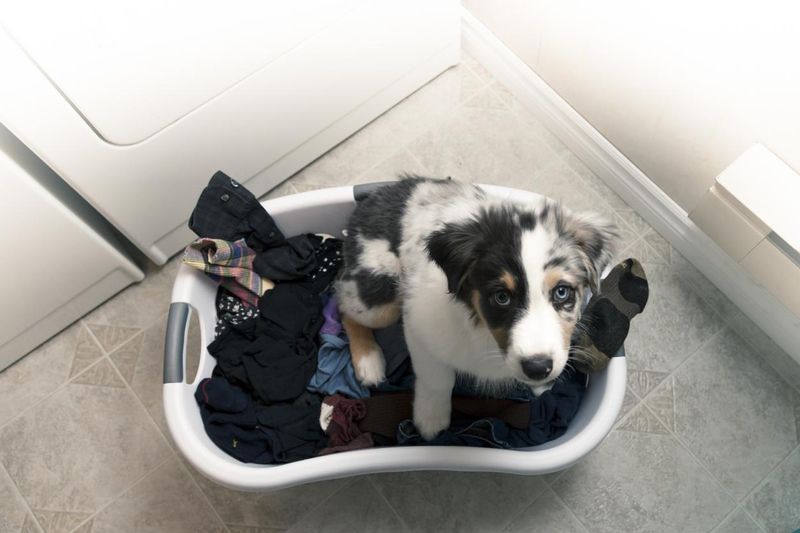 Laundry and puppy