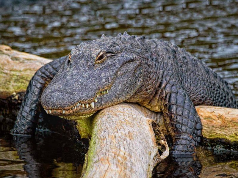 Lazy alligator sunning