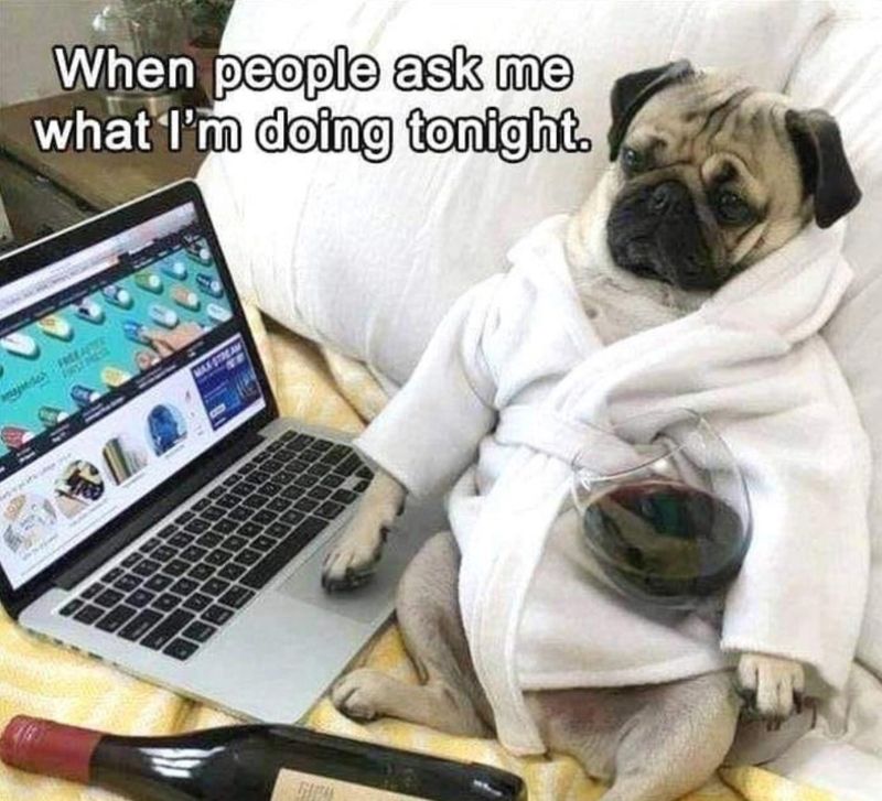 Lazy pug weekend meme