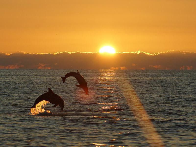 Leaping pair of dolphins in Sanibel Island