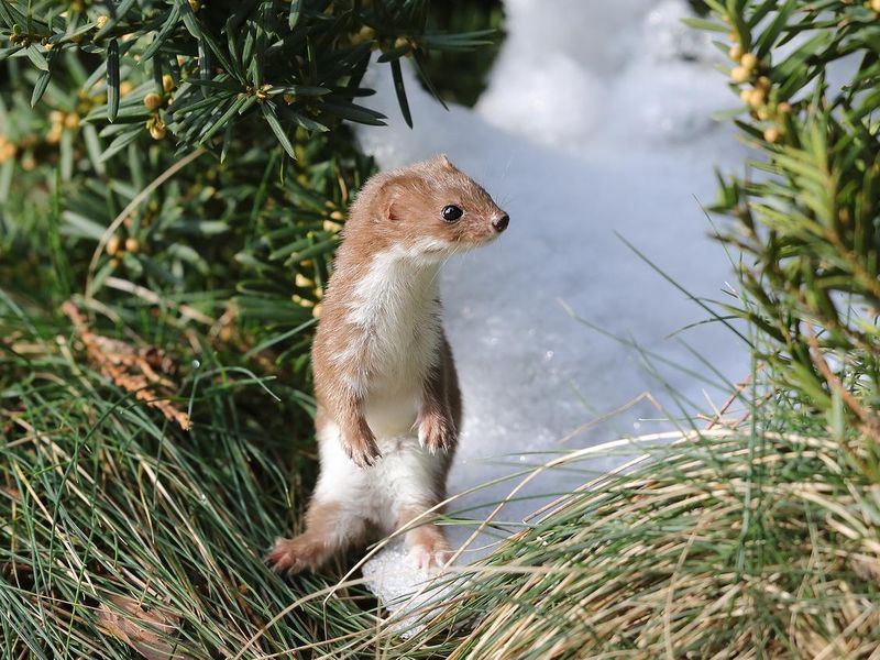 least weasel (Mustela nivalis) in winter