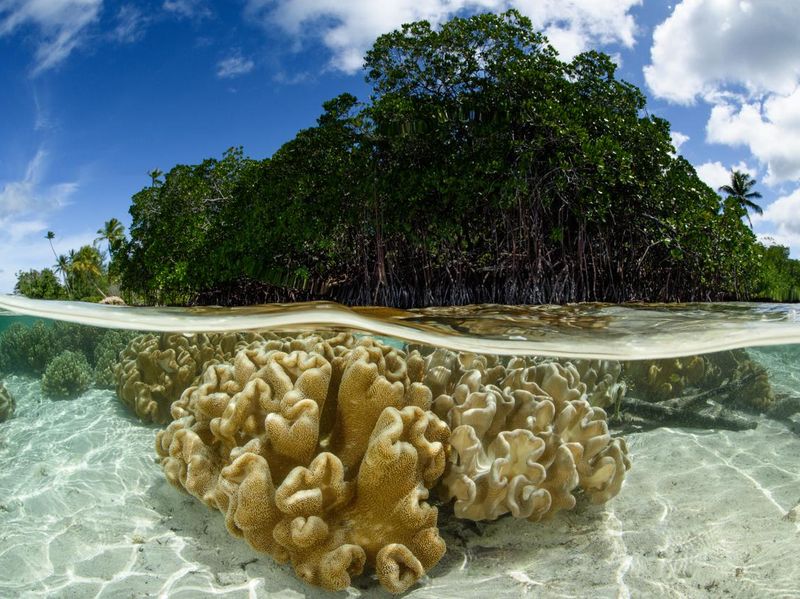 Leather Coral in Solomon Islands