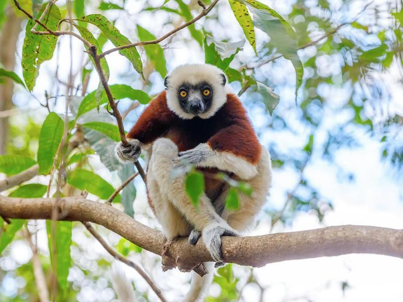 Lemur in adagascar