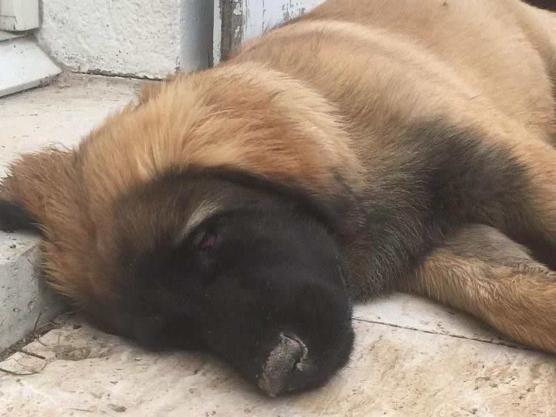 Leonberger puppy sleeping