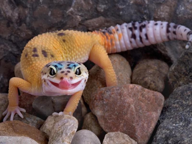Leopard Gecko, a Low-Maintenance Pet Reptile