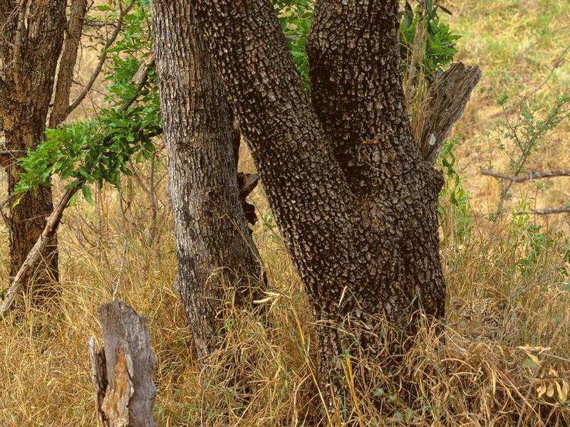Leopard in brush