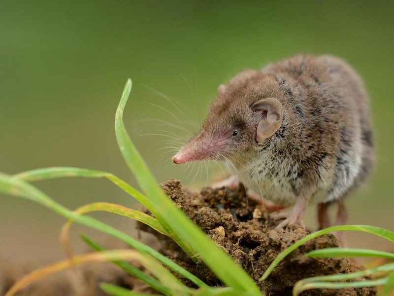 Lesser white-toothed shrew