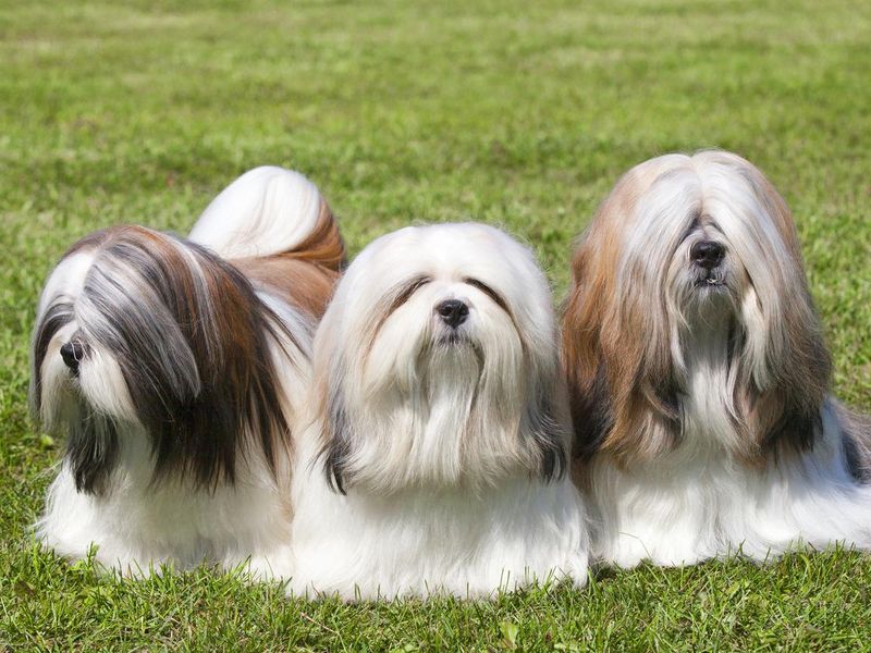 Lhasa Apso, least obedient dog breed