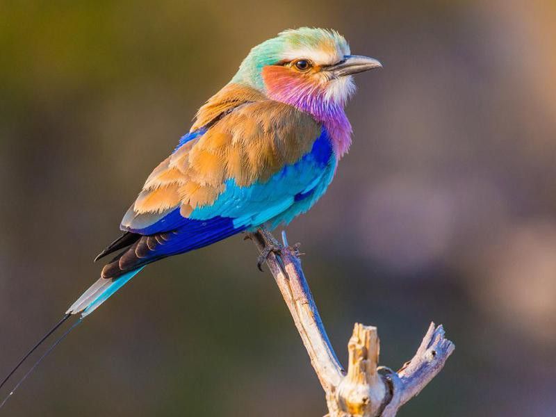 Lilac-Breasted Roller bird