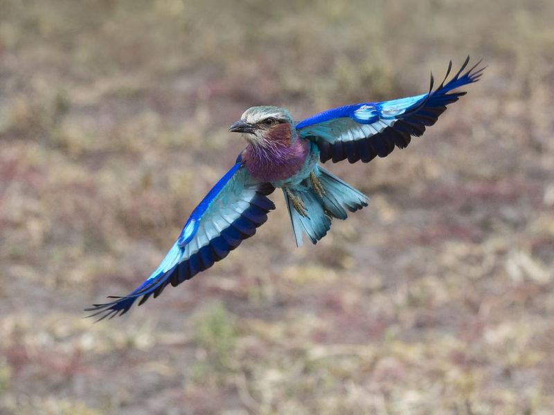 Lilac-Breasted Roller flying