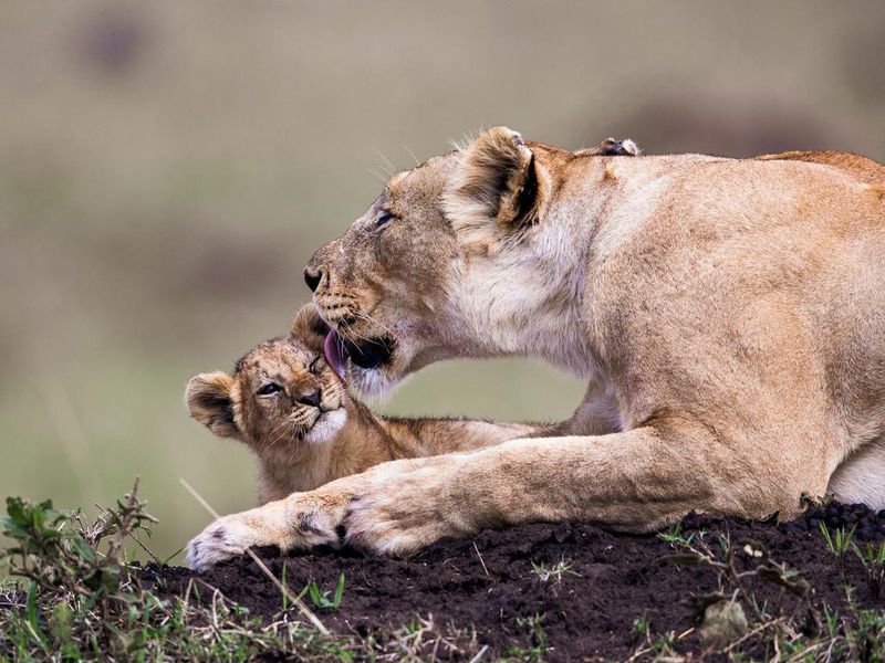 Lioness taking care of lion cub in nature