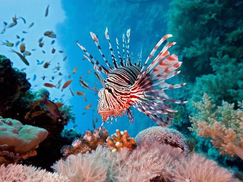 Lionfish in coral reef in Red Sea