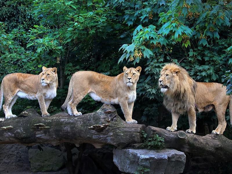 Lions at the Artis Royal Zoo