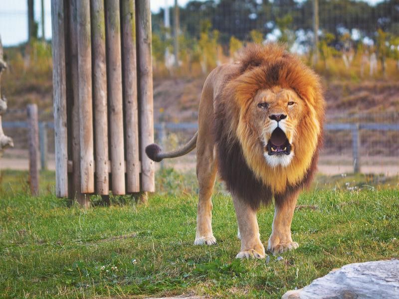 Lions Can (and Do) Attack Humans
