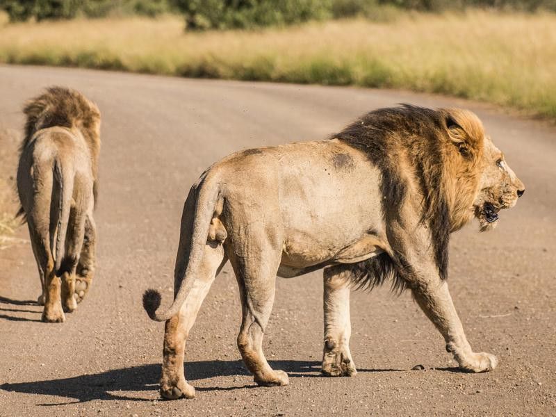 Lions Can Travel Many Miles for Food
