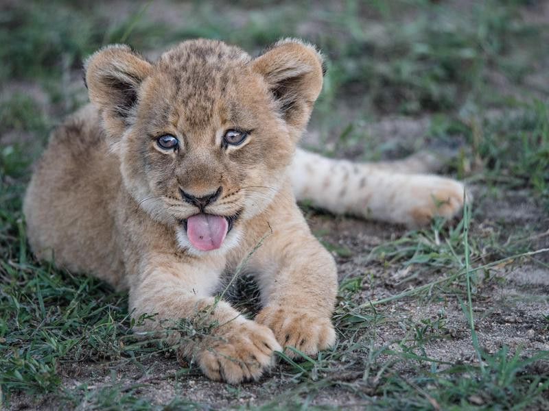 Lions Cubs Have Spots