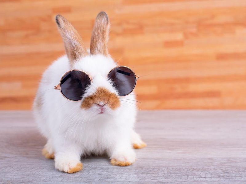 Little, adorable bunny rabbit with sunglasses