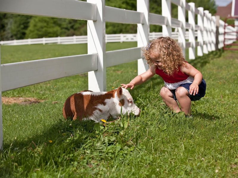 Little Girl Petting Young Hereford Calf