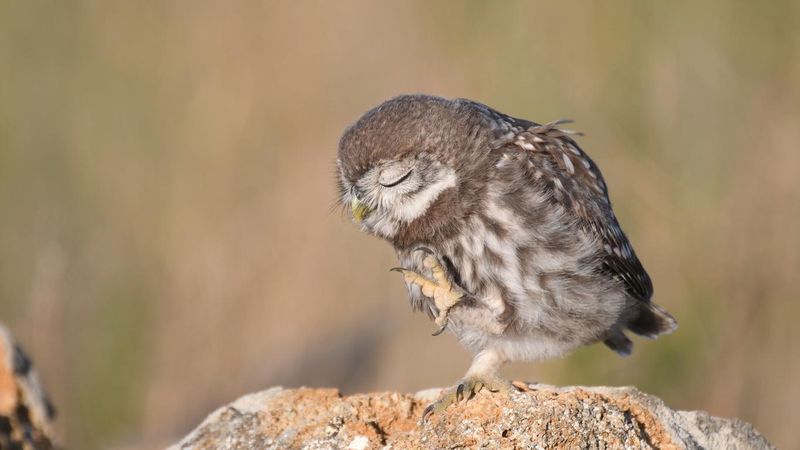Little owl stands on a stone with her paw raised