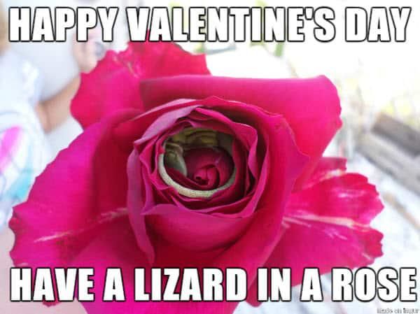 Lizard in a rose meme