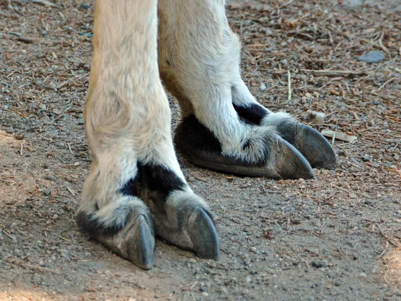 Llama feet