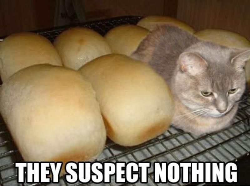 Loaf cat meme