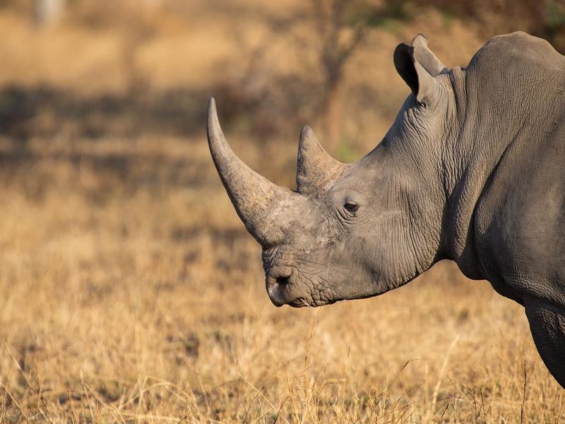 Lone rhino in savanna