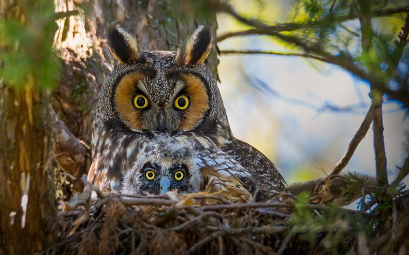 Long-eared owl with baby