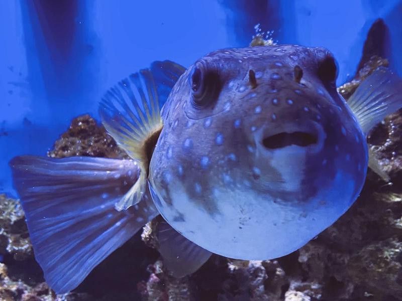 Long Island Aquarium puffer fish