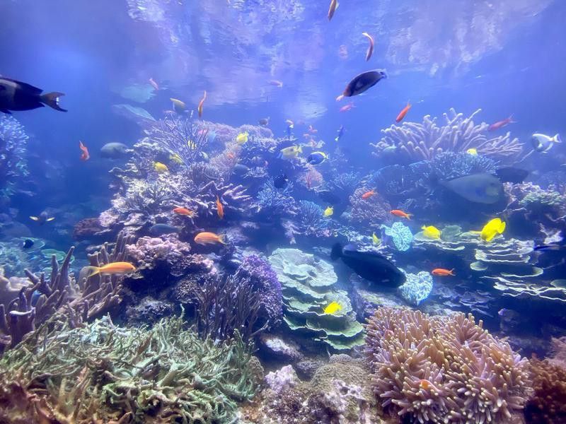 Long Island Aquarium reef