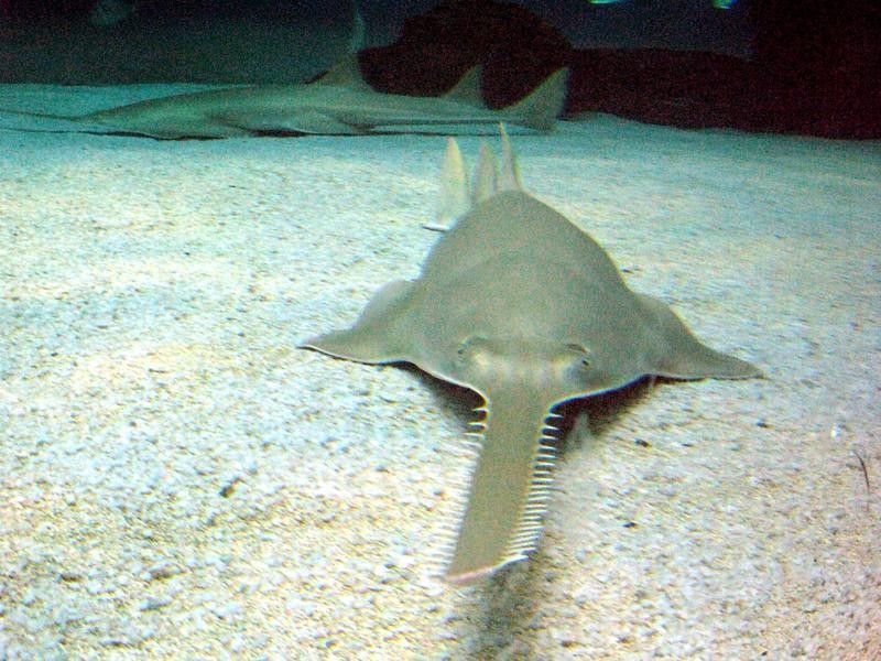 Longcomb Sawfish