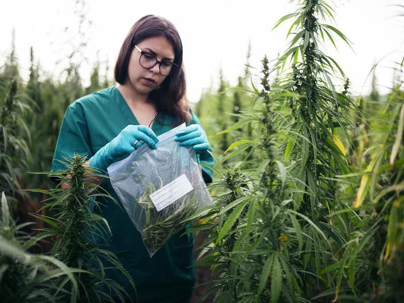 Looking at medical marijuana plants