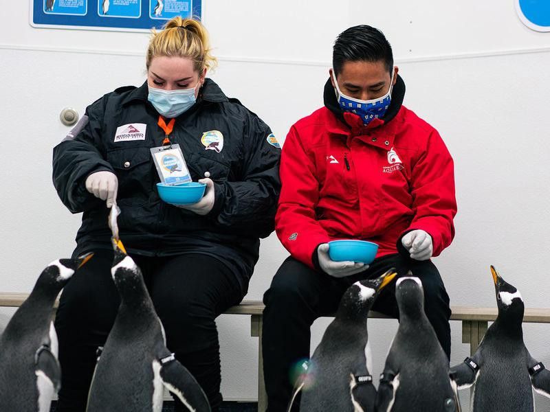 Loveland Living Planet Aquarium penguins