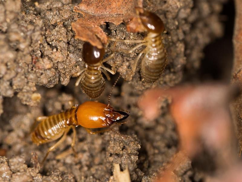 Macrotermas Bellicosus Termite