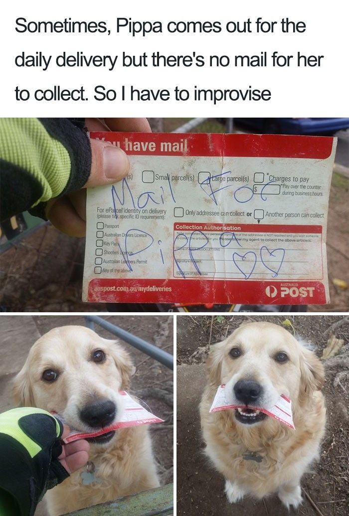Mail for dog