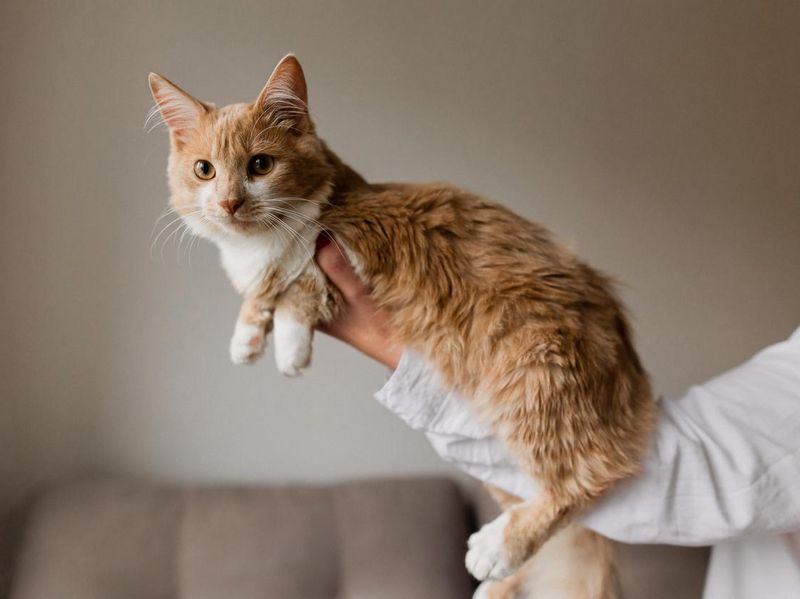 Maine coon cat on a woman's hand