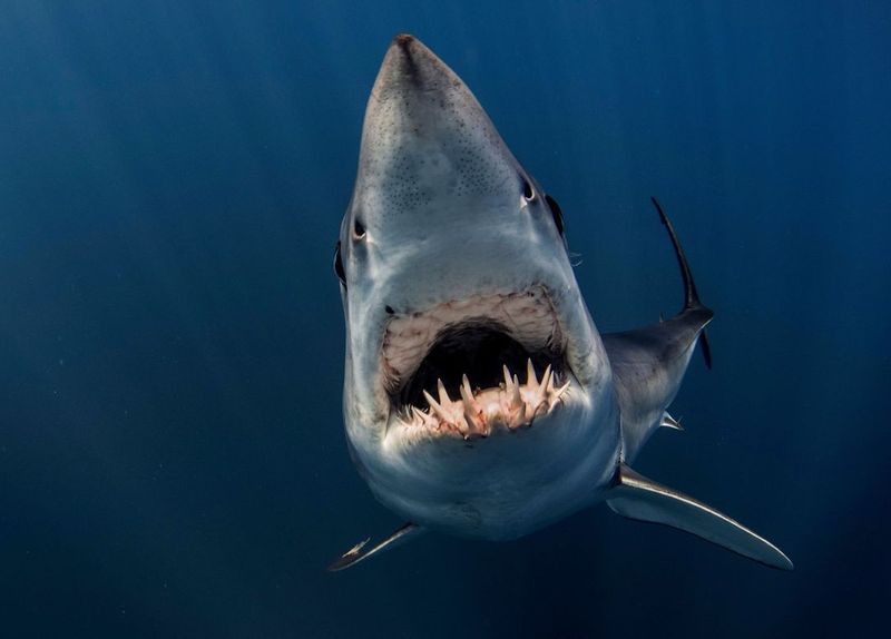 Mako shark mouth