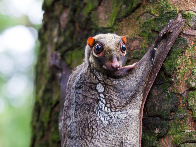 Malayan flying lemur on tree