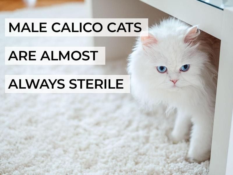 Male Calico Cats Are Almost Always Sterile