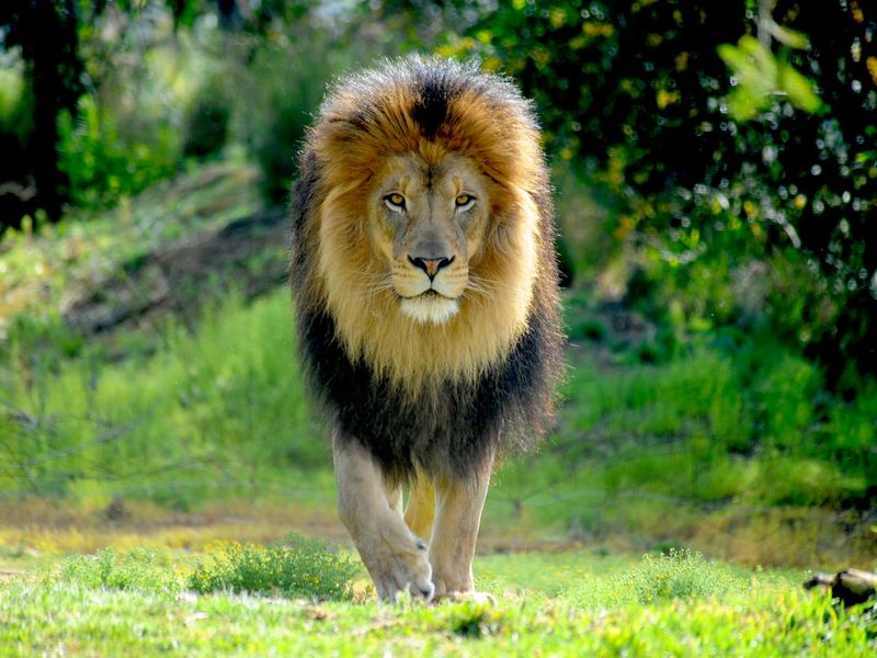 Male lion staking prey