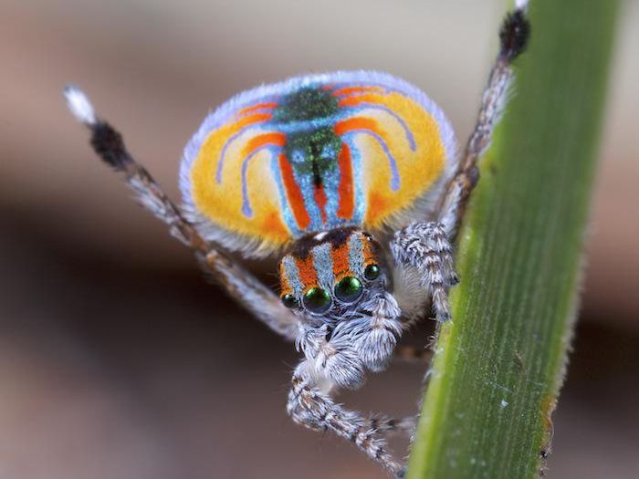 Male peacock spider