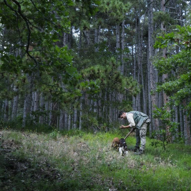 Man collecting truffles with dogs in Italy