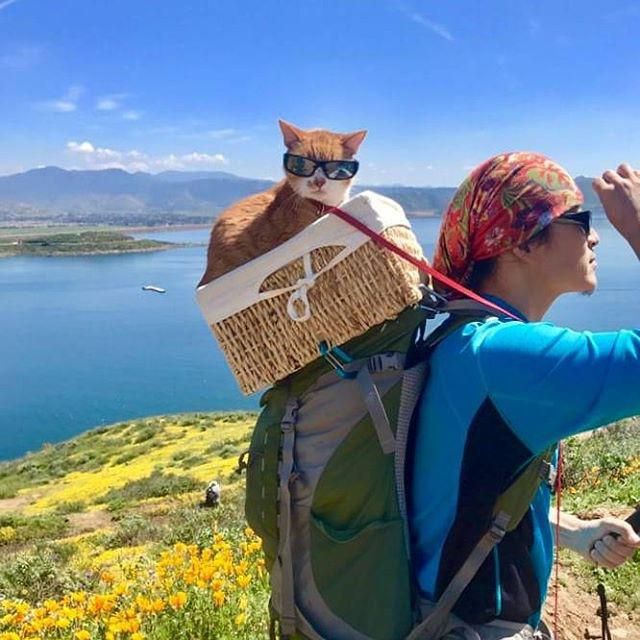 Man hiking with cat