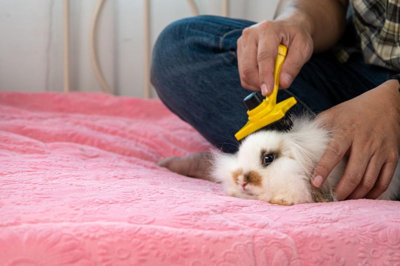 Man sweeping white rabbit fur on pink blanket bed