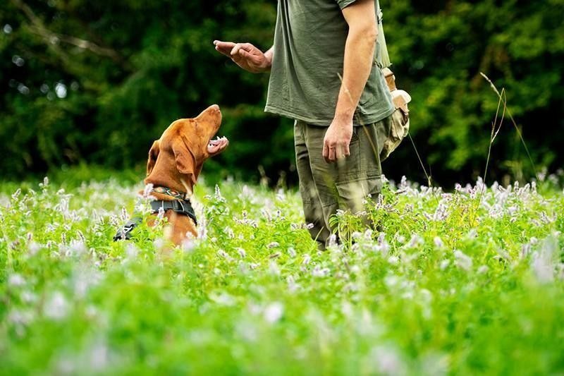 Man training a dog