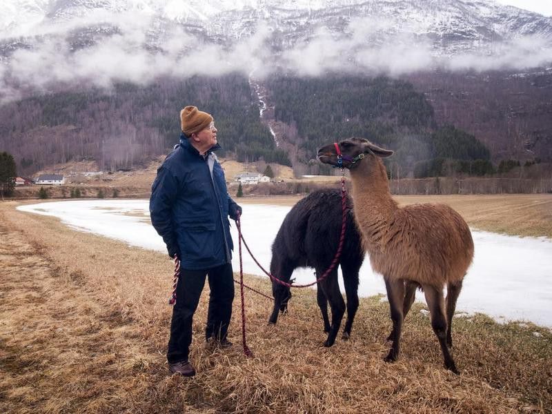 Man with two llamas in Norway