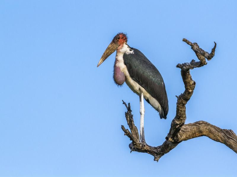 Marabou Stork perched on tree