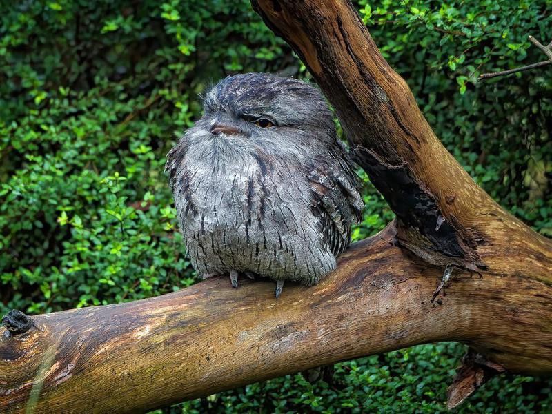 Marbled Frogmouth Owl